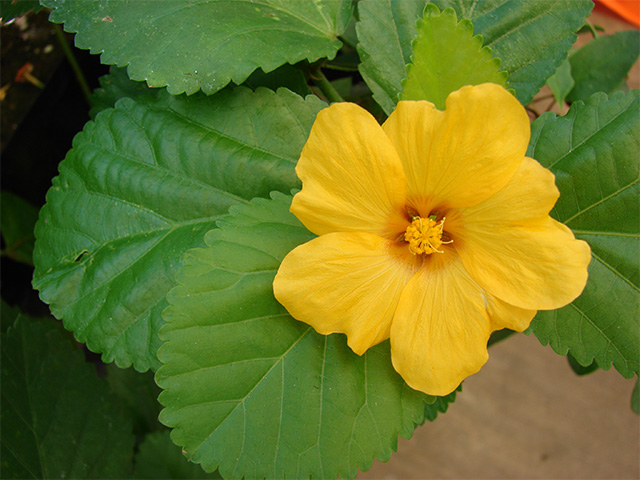 The yellow hibiscus is the flower associated with the island of Oahu. 