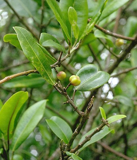 The Mokihana is the flower that represents the island of Kauai.