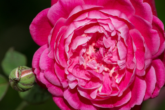 The beautiful Lokelani flower is the flower that represents the island of Maui.