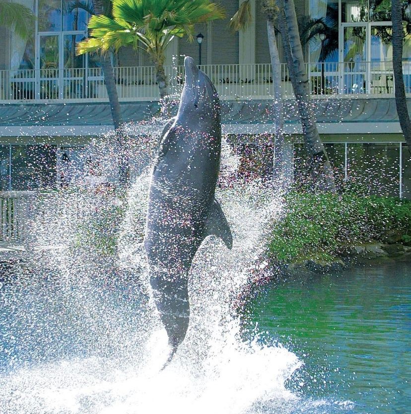 Kids can swim with dolphins at Dolphin Quest at the Hilton Waikoloa.