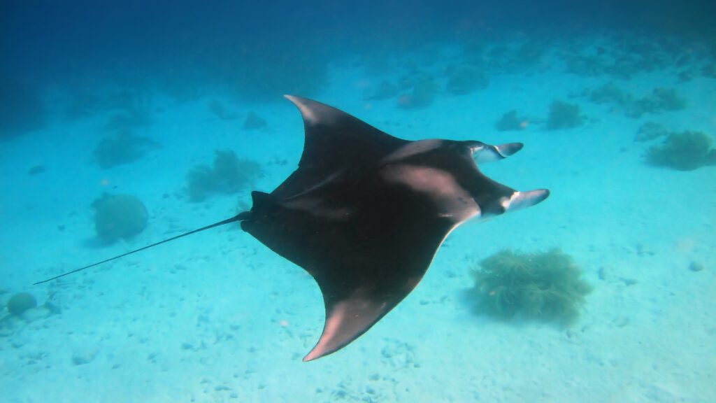 Swim with manta rays is another fun and exciting activity if you take a visit to Kona. 