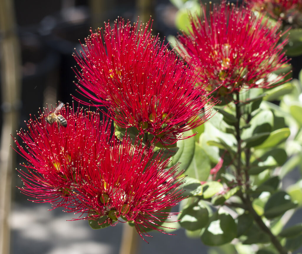 The island flower for the Big Island of Hawaii is the Ohia flower. The vibrant red color is what makes this flower pop.