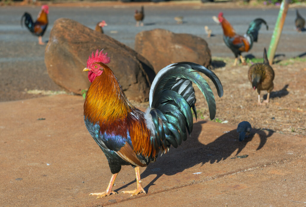 There are a ton of chickens roaming the island of Kauai. 