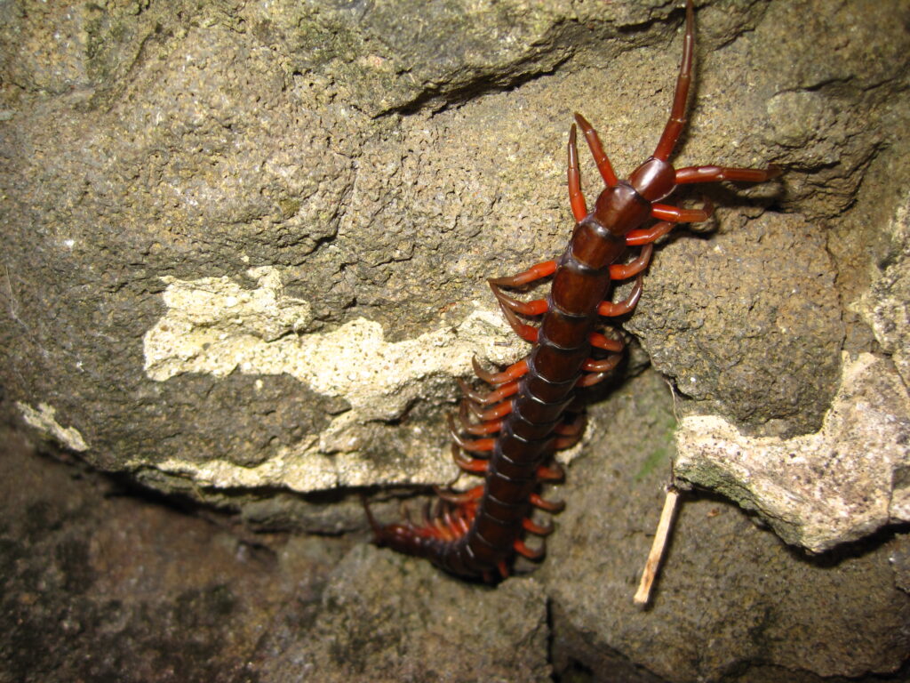 These centipedes love to sneak up on you. They like to come out at night. Sometimes they'll find their way into your house. 