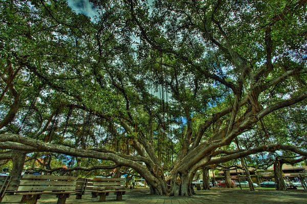 When in Lahaina, look for this giant banyan tree on Front Street. The branches span out to the size of a city block. 