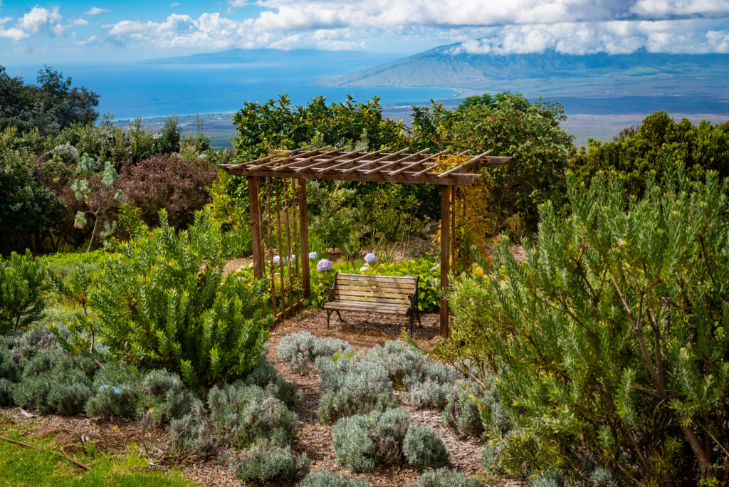 The lavender farm on the Island of Maui is peaceful and beautiful. Take a drive to Kula and see for yourself. 