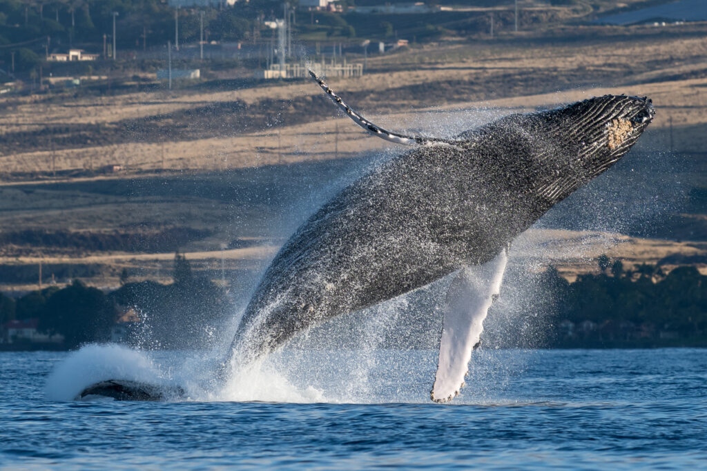 There are thousands of humpback whales that travel to Hawaii between November and May. Take a boat ride out of Lahaina to search for these amazing creatures.