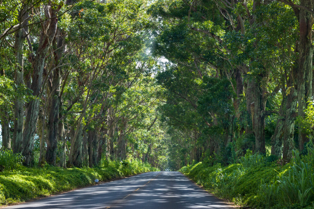 The tree tunnel on Kauai will lead you in and out of Koloa/Poipu. The best time to drive through the tunnel is during the day. 