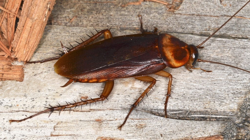 The flying cockroach in Hawaii. These 747 bugs are everywhere. 